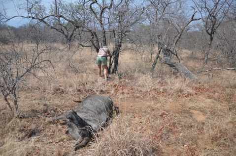 Setting up a camera trap on a dead wildebeest