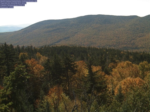 Phenology image looking out over woodland in New Hampshire
