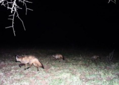 Three bat-eared foxes