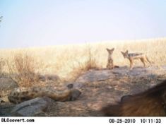 Spotted hyena and black-backed jackal